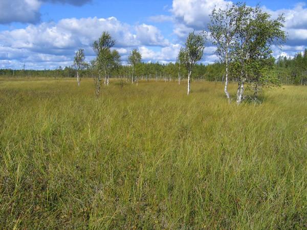 Mesotrofisen vesivirtauksen vaikutusalueeseen on muodostunut luhtanevakorpi (LuNK, tai luhtainen sarakorpi, kuva 5).