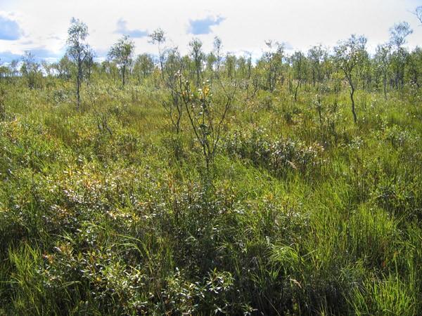 Kenttäkerroksessa tavataan kastikoita (Calamangrostis spp.