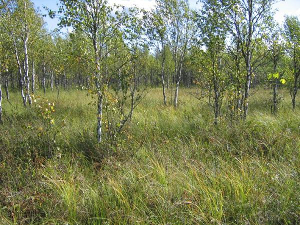 gracile), kaarlenvaltikka (Pedicularis sceptrumcarolinum), suoputki (Peucedanum palustre) ja kurjenjalka (Comarum palustre).