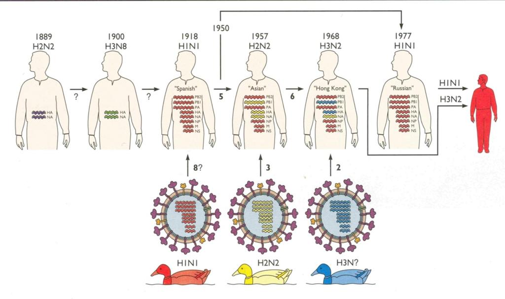 latenttiin infektioon Antigeenien muuntelu Yleinen immunosupressio (steroidit, luuydin) Immuunijärjestelmän solut infektion