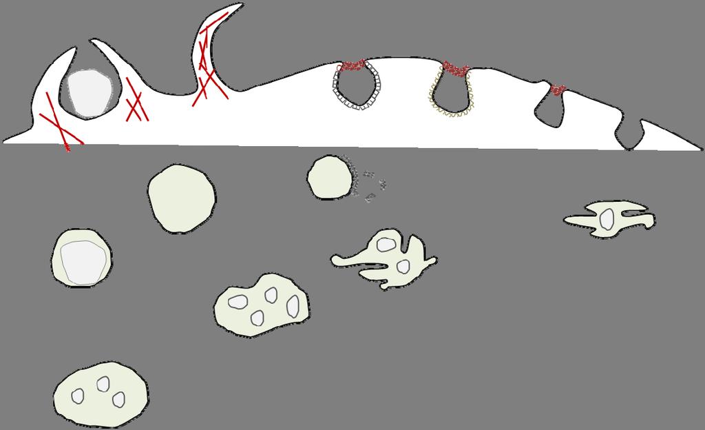 8 Fagosytoosi Pinosytoosi Mikropinosytoosi Fagosytoosi Makropinosytoosi Klatriinivälitteinen Kaveoliinivälitteinen CLIC-D CLIC-DI Klatriinirakkula Makropinosomi Kierrätysrakkula Fagosomi Varhainen