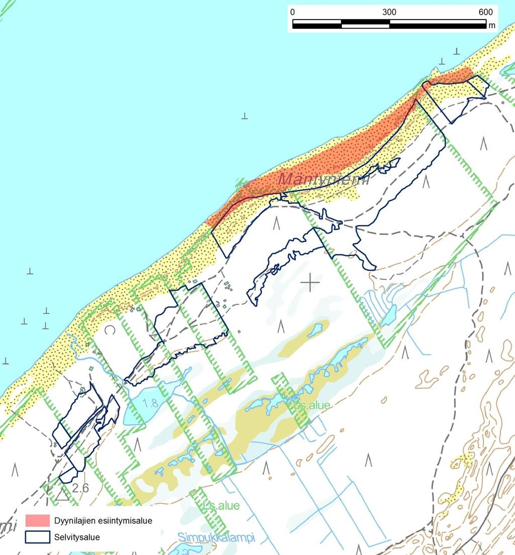 Kuva 3a. Selvitysalue ja arvioitu huomionarvoisten dyynilajien esiintymisalue Hailuodon Mäntyniemessä peruskarttapohjalla. Huom.