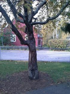 leikkipuisto ja tärkein alueen kolmesta lasten leikkipaikasta. Kuva 24.