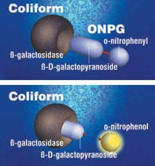 22 KUVIO 1. Koliformit käyttävät β-galaktosidaasi-entsyymiään hajottamaan ONPGsubstraatin ja muuttavat sen värittömästä keltaiseksi (Colilert Brochure 2008). KUVIO 2. E.