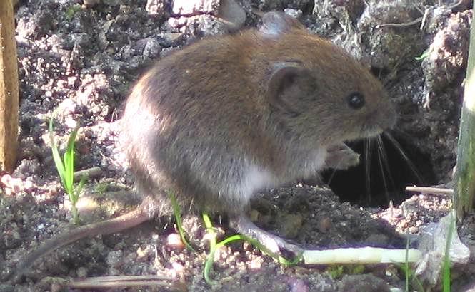 Pöllönpöntöt myyrätuhojen torjunnassa Myyrien aiheuttamat metsätuhot Metsämyyrä Syö männyn ja kuusen silmuja syksyllä ja talvella, mutta jättää yleensä suojussilmut paikalleen.