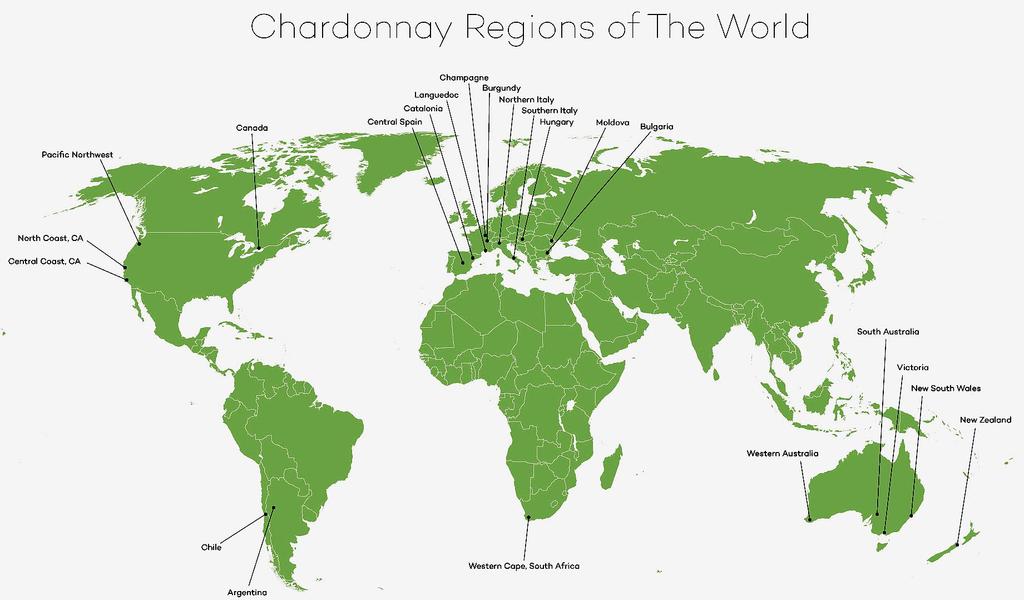 Chardonnay -rypäle