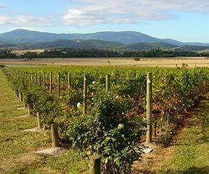 Australian kansallinen viinikulttuuri vaihtoi suuntaansa kohti väkevöityjä viinejä ja vahvoja Shiraz-viinejä.