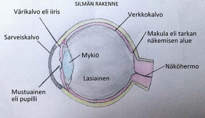 40 Mikä on diabeettinen retinopatia? Diabeettinen retinopatia on silmän verkkokalvon sairaus. Tyypin 2 diabeteksen toteamisvaiheessa noin kolmasosalla todetaan retinopatia.