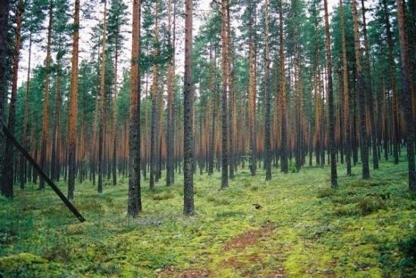 Metsäbiomassan ja tuotantoprosessin sivumateriaalien tehokkaampi hyödyntäminen