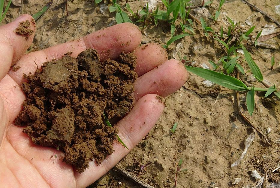 Kädet multaan - puutarhakasvatustyöpaja Pienimuotoisellakin puutarhatoiminnalla on paljon annettavaa, kun halutaan tutustuttaa nuoria ruuantuotantoon.