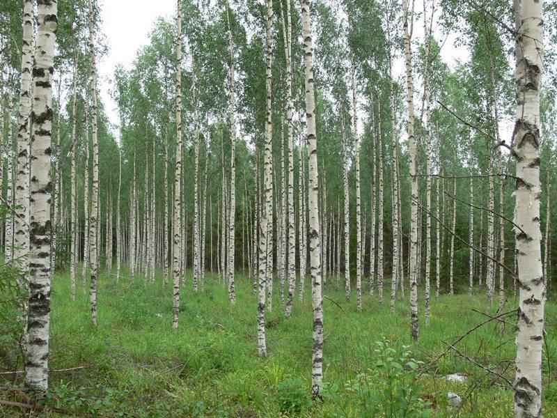 Selvitysalueen luoteisrajalla on ojitettu suo, joka on enimmäkseen puolukka- ja varputurvekangasta. Suokasvillisuutta on myös alueen itä- ja eteläosien korpisoistumissa.