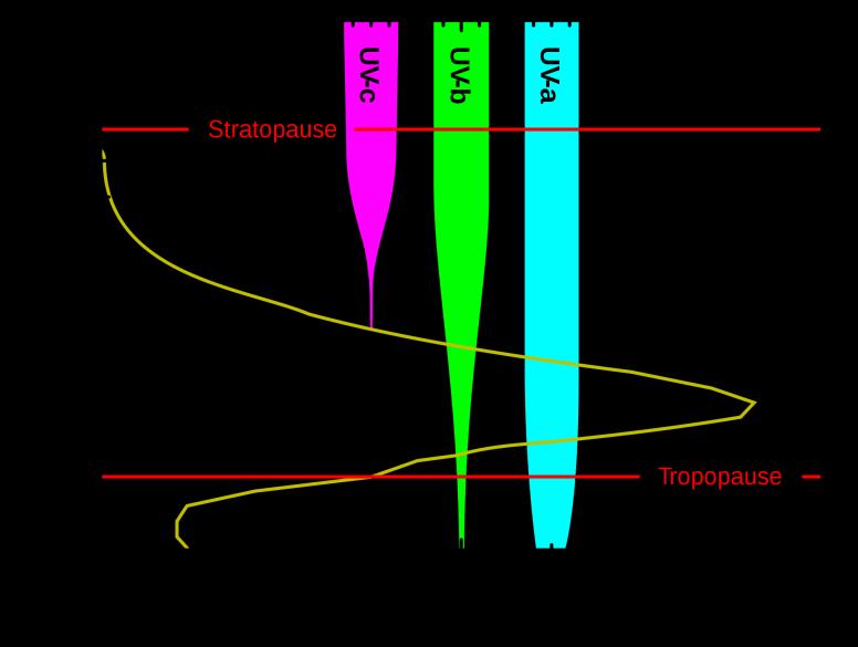 UV:sta imeytyy yläilmakehän otsoniin (O 3 ) Erityisesti bromi, kloori, fluori ja jodi