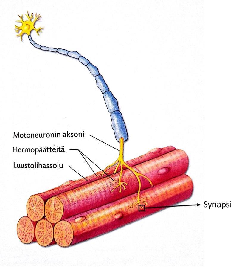 10 Hermoston toiminta perustuu solukalvoilla tapahtuviin ionivirroista johtuviin sähköisiin muutoksiin. Hermokudos on erikoistunut välittämään tietoa eteenpäin hermoimpulssina eli aktiopontentiaalina.