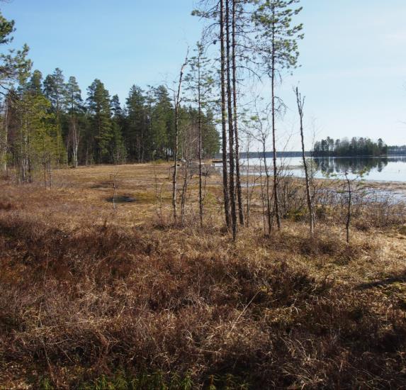 Kaava-alueen pohjoisosa niemeke.