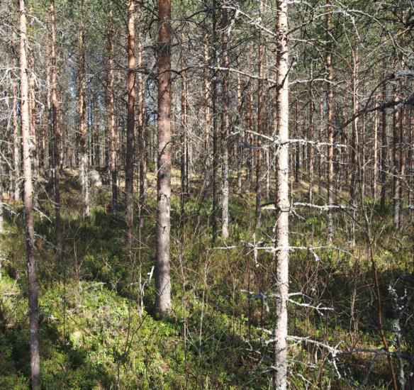 FCG SUUNNITELU JA TEKNIIKKA OY SELOSTUS 14 (23) Ranta-alueet ovat edelleen hieman vesijättöisiä ja matalia, mutta kuitenkin erittäin toteuttamiskelpoisia