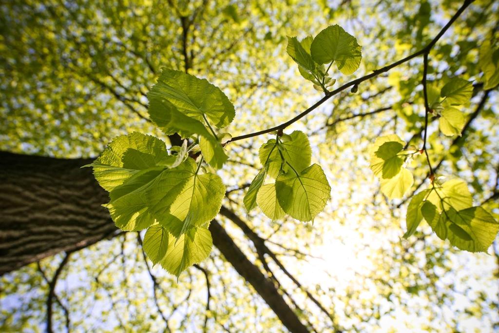 Mikä on