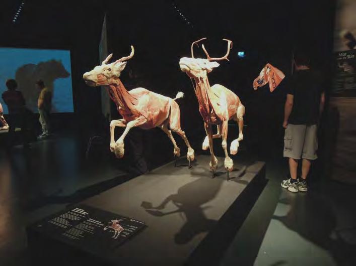 Eläinten Body Worlds
