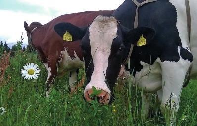 ProAgria Maito ProAgria Maito Vuonna 2015 Kainuun maidontuotanto lisääntyi 2,9 %. Meijereihin toimitettiin maitona 73 191428 litraa.