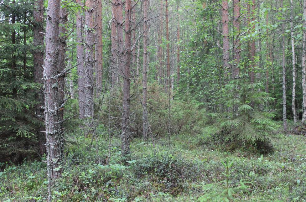 Suunniteltujen myllypaikkojen ja -alueiden sekä niiden