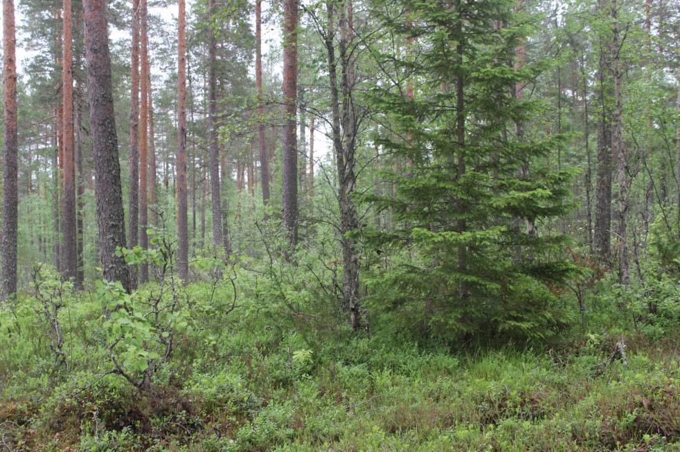 puolukka-mustikkatyypin tuoreen kankaan 40