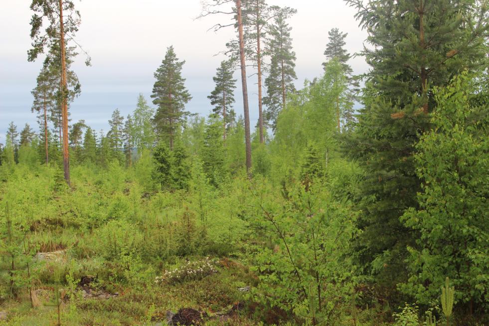 Luode Lounas Kaakko Koillinen 2.