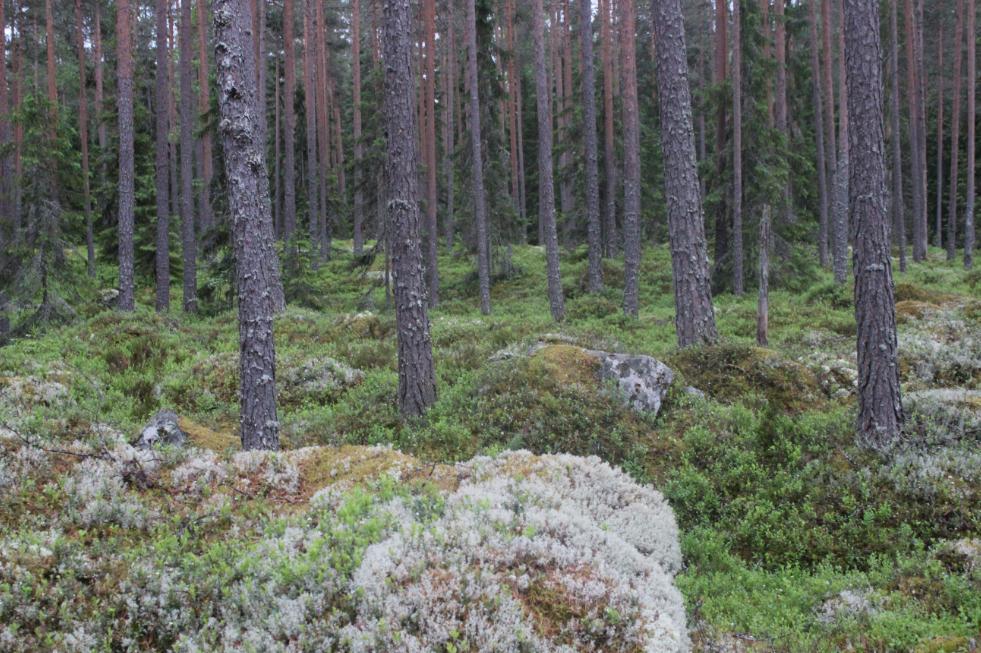 Suunniteltu tielinja alkaa