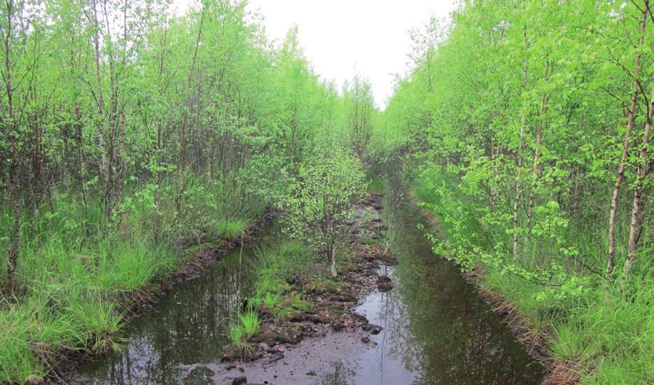 5.3.3 Metsitys Suonpohjan metsittämisen onnistumiseen vaikuttaa luontaisen kasvittumisen tapaan mm. pohjan alkuainekoostumus, turvesyvyys ja vesitalous.