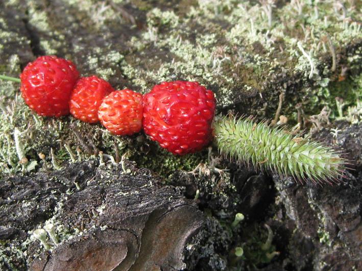 Marjasadostamme poimitaan talteen eniten puolukkaa, mustikkaa, lakkaa, vadelmaa ja karpaloa sekä pihlajan ja tyrnin marjoja.