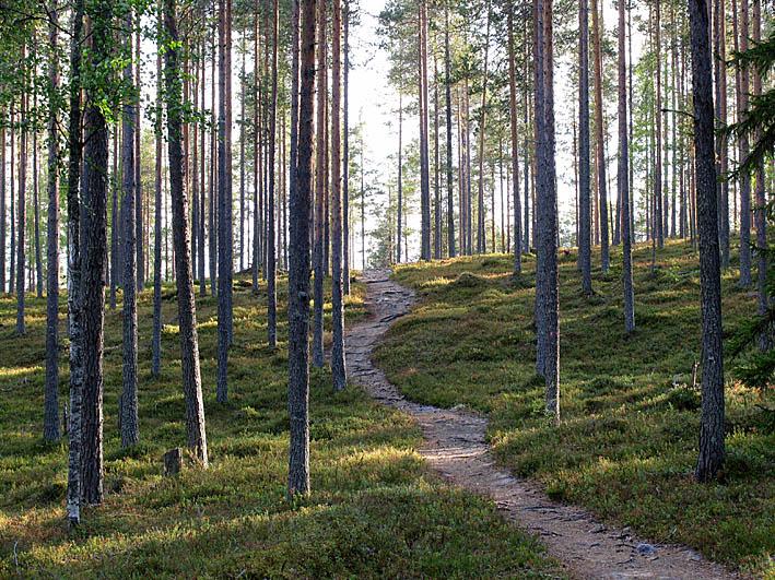 Nyt mennään metsään Suomessa on pitkät perinteet marjojen hyödyntämisessä ruokiin, ja