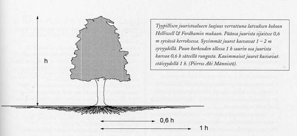 Puun latvuksen ja juuriston suhde suurin osa
