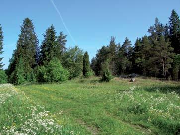 maculatum), spets-groblad (Plantago lanceolata) och harklöver (Trifolium arvense).