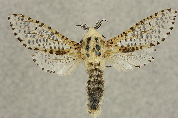 Zeuzera pyrina (Linnaeus, 1761) Kuva: Jyrki Lehto Tuntomerkit. Siipiväli 35-75 mm. Koiras selvästi pienempi kuin naaras. Pää ja keskiruumis valkeat, jälkimmäisessä 6 sinimustaa täplää.