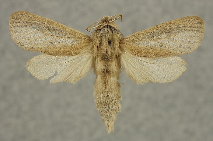 Phragmataecia castaneae (Hübner, 1790) Kuva: Jyrki Lehto Tuntomerkit. Siipiväli 32-37 mm. Keskiruumis vaalean ruskehtavanokra.