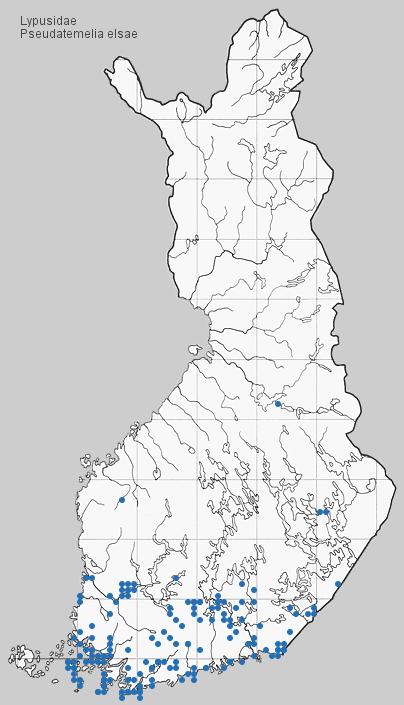 Ulompi diskaalitäplä yhteensulautuvasti kaksiosainen; sisempi diskaalitäplä ja siipitaitetäplä pitkänomaiset, jälkimmäinen usein puuttuu. Koiraan uncus pitempi kuin lajilla P.