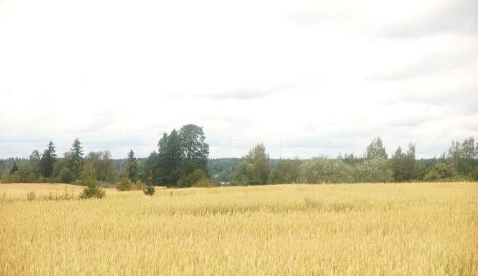 39. Hennerin kalmistoniemi (Maskunkallio) Pinta-ala: 1,3 ha Kylä: Haurala Omistaja: Yksityinen Status: Luonnonsuojelualue LSL, Arvokas luontokohde Metso soveltuvuus: -