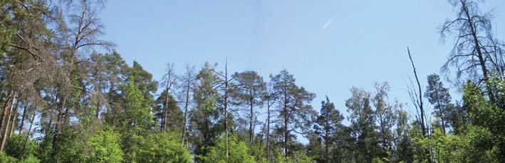 PUISTOT Kurkimäenpuiston mäenhuippua. Samassa yhteydessä tarkistetaan ja tarvittaessa päivitetään maalinnoituslaitteiden kunnostamisen yhteydessä käytettävän sillan tyyppipiirustukset.