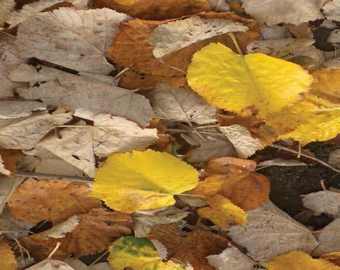4 ons en de genoemde onafhankelijkheidsviering op 6 december. Ik wens jullie namens de Vereniging Nederland-Finland een fijne herfst!