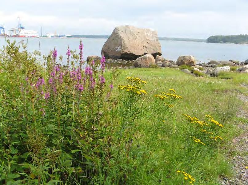 pilosa) ja syysmaitiaista (Leontodon autumnalis). Kosteammissa kohdissa alueiden rajalla kasvaa luhtalemmikkiä ja rantamataraa. Kuivemmissa keskiosissa tavataan mm.