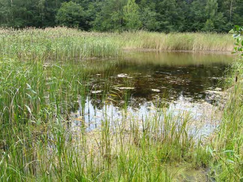 Metsäsaareke ei kuitenkaan kuulu Särkkäniemen lajistollisesti arvokkaimpiin osiin, eikä virkistyskäyttöä ole syytä ohjata muualle. 10.9. Kluuvit (kuvio 9) Kuva 13.