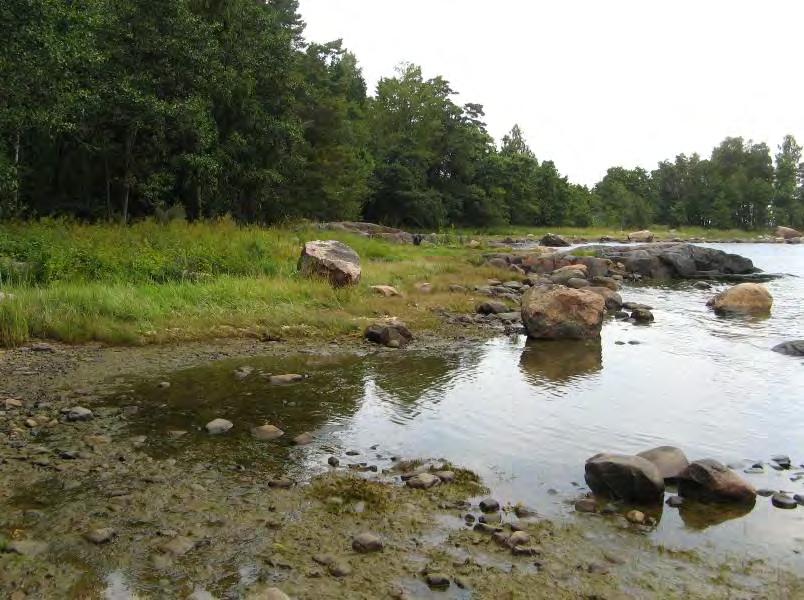 Kluuvien keskiosissa on avovettä, ja reunoiltaan ne ovat tiheän ruoikon valtaamaa. Seisovassa ja ravinteikkaassa vedessä viihtyvät mm.