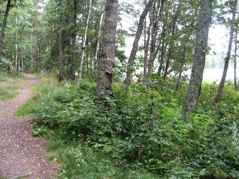 Pieniä silokallioita käytetään kesäaikaan runsaasti auringonottoon ja muuhun virkistäytymiseen. Kallioiden välissä tasaisilla ja kivettömillä alueilla kasvillisuus on paikoitellen kulunutta.