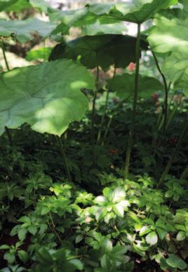 Puiden juuristo säilyy turveharkkoreunan avulla koskemattomana.