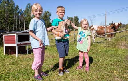 semester Trevliga aktiviteter i lantlig miljö Aava Kertun Kotitila är en lantgård i Södra Vallgrund på Replot
