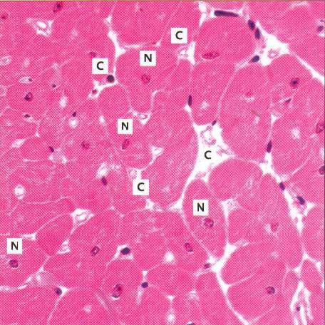 Kerr: Atlas of Functional Histology.