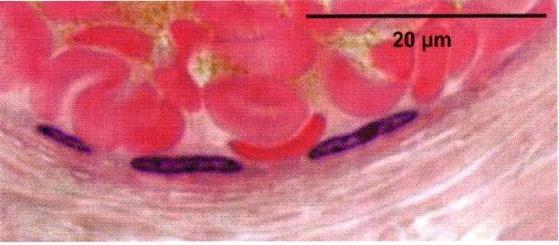 Histology with