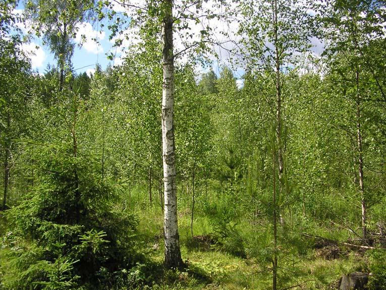 Metsäalueen itäosassa alarinteellä puusto muuttuu kuusivaltaiseksi. Koivua kasvaa sekapuuna runsaasti, mäntyä ja haapaa vain vähän.