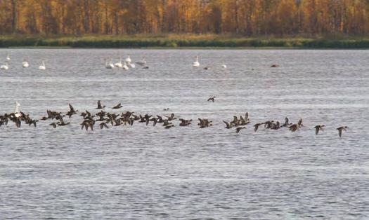 920348 Sodankylä, Iso Moskujärvi (Ks) (7497183:498279) 253 ha Moskuvaaran kylän eteläpuolella aukeava Iso Moskujärvi on merkittävä