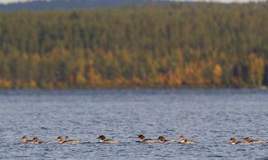 920350 Sodankylä, Kelujärvi ja Matalajärvi (Kk,Ks,P) (7483117:503146) 901 ha Kuntakeskuksesta noin 23 kilometriä itään sijaitseva järviallas, jonka Kelujärven kylän läpi kulkeva tie ja silta jakavat