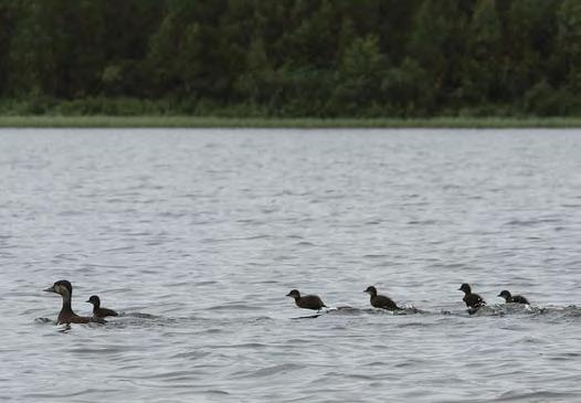 920354 Sodankylä, Satojärvi (K,Kk,Ks,P) (7597316:500110) 153 ha Kevitsan kaivoksesta reilun kilometrin verran itään