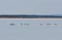 Järvellä on monipuolinen pesimälinnusto ja se on myös tärkeä vesilintujen kerääntymisalue läpi koko kesäkauden.